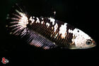 Masque d'aquarium à poissons Live Betta noir samouraï femelle Hmpk #F608 vendeur thaïlandais