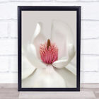 Magnolia Flower Pink Botanical White Lanhydrock Cornwall Wall Art Print