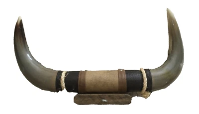 CUERNOS DE TORO DE NOVILLO MONTADOS CUERNO DE VAQUERO CUERNOS LARGOS 14" de largo de punta a punta H17 Foto 1 de 4