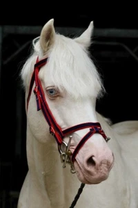 Official Libby's Standard Flash Bridle Mini Small Pony Pony Cob Full Extra Full - Picture 1 of 3