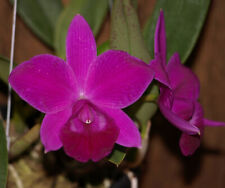 Fragrant Cattleya Lc Mini Purple Division of Awarded Orchid Plant