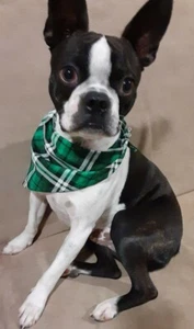 Dog Bandana, St. Patrick's Day, Green Tarleton, Plaid, S - Picture 1 of 4