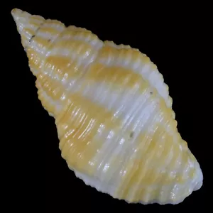 POLLIA FUMOSA Orange (Olango Isl., Philippines) 31.8mm #42384 - Picture 1 of 4
