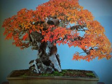 SemiACER BUERGERIANUM - ACERO TRIDENTE - OFFERTA SEMI - SEEDS, SEMI, BONSAI