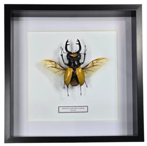Stag Beetle - Odontolabis Spectabilis. Wings Spread 8" x 8" Black. - Picture 1 of 3