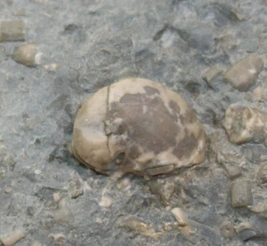 Hybocrinoide, Cornucrinus mirus, Ordovizium, Kullsberg, Dalarne, Schweden -b747 - Picture 1 of 4