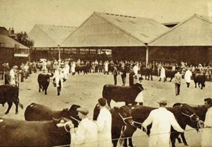 Red Poll Cattle Society Show / Sale Faccombe Herd 1952 2 Page Photo Article Q729 - Picture 1 of 2