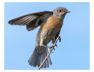 "Western Bluebird 002 - 8x10 foto impresa en 8,5"" x 11" - Imagen 1 de 1