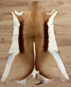 Springbockfell XXL Tierfell geruchsneutral, weich gegerbt aus Südafrika #266-7 - Bild 1 von 1