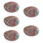  5pcs Aromatherapy Stand Aromatherapy Container Shell Decor Shell Ornament