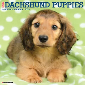 Dachshund Puppies 2025 12" x 12" Wall Calendar (free shipping) - Picture 1 of 5