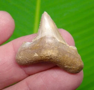 AURICULATUS Haizahn - 1,32 Zoll  - MEGALODON ANCESTOR - NATUR - Bild 1 von 3