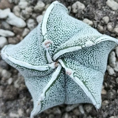Astrophytum myriostigma Hakujo (LINEA CONTINUA) 5 RIBS POT 6 CM On its own root! - Immagine 1 di 4