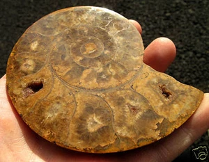 Par de fósiles de amonita dividida de 4 pulgadas de grado A. Cristalización total - Imagen 1 de 4