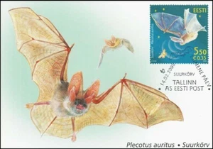 Bat Plecotus Auritus Estonia Estland Mint Maxi FDC Card 2008 - Picture 1 of 1