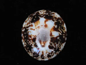 Muschel Cellana testudinaria 71,4mm ID#5535 (poliert) - Bild 1 von 2