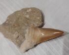  Indonesian Stunning Fossil tooth in Matrix,11cm In Length. Stunning Colouration