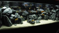 10 kg NATURAL DARK GREY STONE FOR AN AQUARIUM, AQUASCAPING ,IWAGUMI STYLE MALAWI
