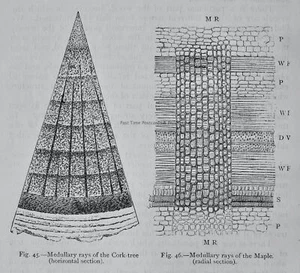 c1872 Antique Figuier Print MEDULLARY RAYS OF THE CORK TREE The Vegetable World - Picture 1 of 2
