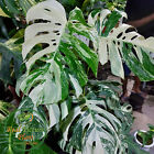 Real Picture Monstera Albo Variegated Super Big Leaf Free Phytosanitary Plant