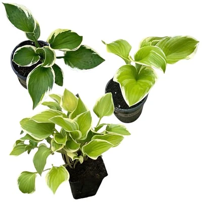 Beautiful Live Perennial Hosta: 3 Assorted Plants, 10" Tall, for Lush Gardens - Image 1 of 4
