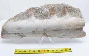 Mosasaurus Beaugei Jaw On Original Matrix (Morocco -118 *) - Picture 1 of 9