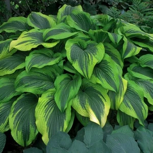hosta MONTANA AUREOMARGINATA large magestic big 2.5" pot = 1 Live Potted Plant - Picture 1 of 6