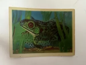 Change-The-Animal Picture Card —Frog (1978) - Picture 1 of 2