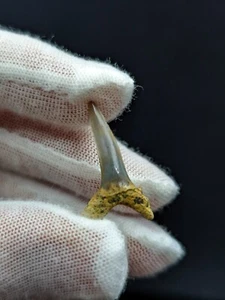 Authentic Striatolamia Shark Tooth – Ancient Fossil, in good condition - Picture 1 of 5