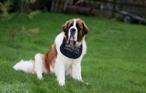 BIG DOG NEWFOUNDLAND ST BERNARD BERNESE OLD ENGLISH MASTIFFS SLOBBER BIB - Picture 1 of 2