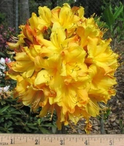SPRING FANFARE~Aromi Azalea Rhododendron Deciduous Starter Plant~MAY BE DORMANT - Picture 1 of 7