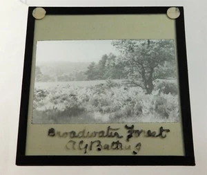 Antike Glas B&W Magic Laterne Dia Broadwater Forest Tunbridge Wells Kent - Bild 1 von 3