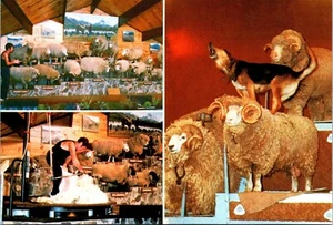 Tarjeta postal de The Agrodome Sheep and Ram exhibe Rotorua Nueva Zelanda - Imagen 1 de 2