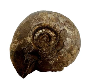 AMMONITE, JURESANITES JACKSONI, WESTERN AUSTRALIA F625 - Imagen 1 de 3
