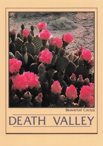 Postkarte, Death Valley National Monument, Kalifornien, Biberschwanzkaktus - Bild 1 von 2