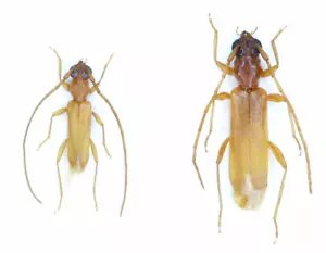Cerambycidae, Iranobrium davatchii Villiers, 1967, MOLTO RARO, (SE IRI), coppia - Foto 1 di 1