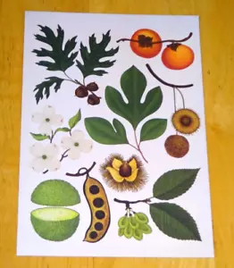 WILLKOMMEN IM MUSEUM ~ ARBORETUM ~ WEISSE SASSAFRAS, OSAGE ORANGE UND PERSIMONE - Bild 1 von 2