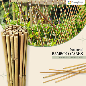 2ft – 6ft Bamboo Canes Strong Heavy Duty Garden Stick Thick Plant Flower Support