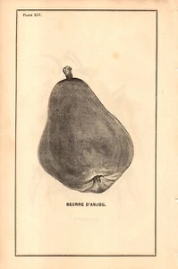 Bericht des Landwirtschaftskommissars 1862 Birnen Butter D ' Anjou / Bartlett - Bild 1 von 2