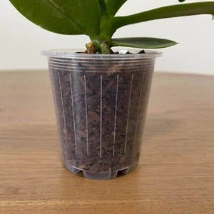 70mm Clear Plastic Orchid Pots with Holes | Phalaenopsis, Paphiopedilum, Garden - Picture 1 of 3