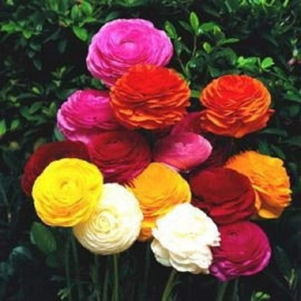 Bombillas Ranunculus Rainbow Mix Persian Buttercup 10 bombillas Foto 1 de 1