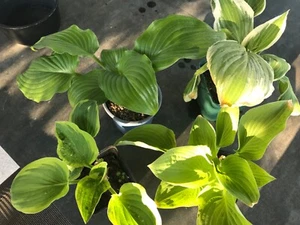 Hosta (Funkien) Mix 5 kräftige Ableger - Bild 1 von 2
