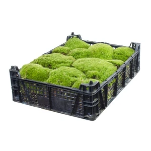 Plattenmoos, Bollenmoos ca 2,00 - 2,50 kg Polstermoos naturgrün 40x30x8 cm - Bild 1 von 7