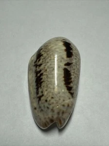 Olivia Incrassate 58,00 mm f +++ Cebaco Island Panama - Bild 1 von 4