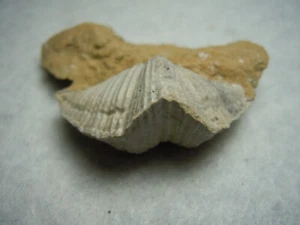 Buena cáscara fósil en piedra matriz de espirifer de Kansas City EE. UU. 16 gramos - Imagen 1 de 12