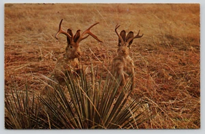Postcard Two Jackalope Wyoming Eccentric Animal Cryptozoology Cryptid Mythology - Picture 1 of 2