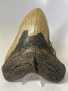 Megalodon Shark Tooth 6.00 inch - Huge - Authentic Fossil - Natural - Real 14266 - Picture 1 of 8