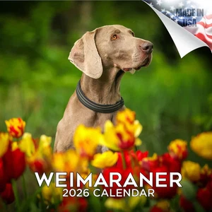 WEIMARANER Wandkalender 2026 Tier HUND HAUSTIER Liebhaber Geschenk - Bild 1 von 2