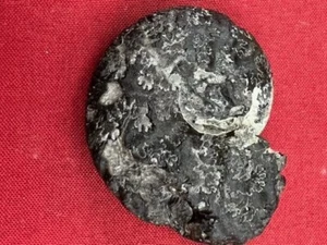 GEOLOGICAL ENTERPRISES Cretaceous fossil ammonite Anahoplites planus France - Picture 1 of 9