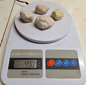 4 Stück Michigan Horn Koralle Rugosa Fossil Lot unpoliert Devonzeit - Bild 1 von 3